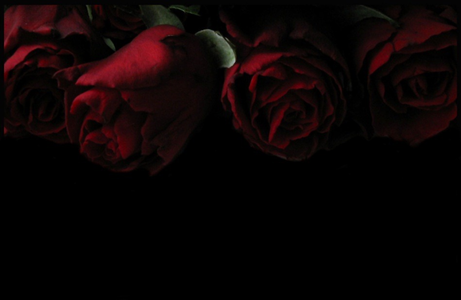 [red-roses-lovely-romance%255B6%255D.jpg]