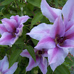 clematis_3_5x7.JPG