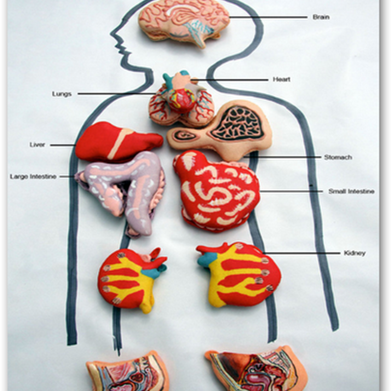 “Cookie” Anatomy–Scientifically Decorated Cookies To Snack On, Vanilla Flavored Lungs, Brains, Intestines, and More…
