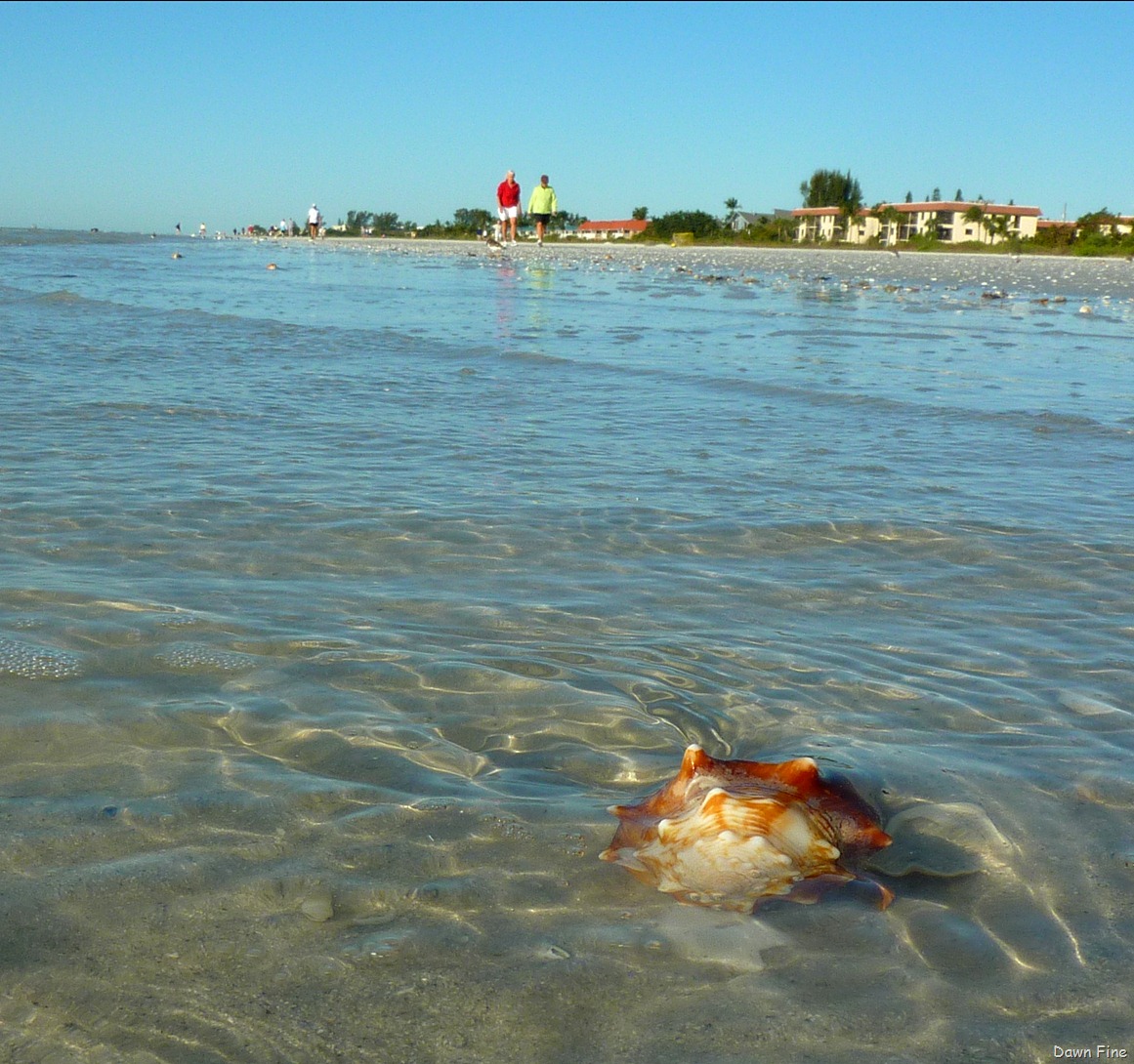 [Sanibel%2520Shell%2520and%2520birds_062%255B4%255D.jpg]