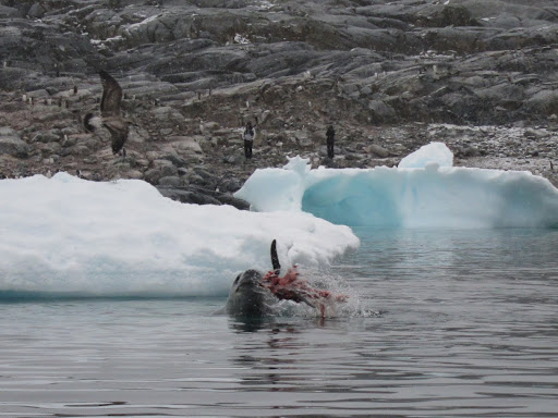Flailing the penguin back and forth to remove its skin.