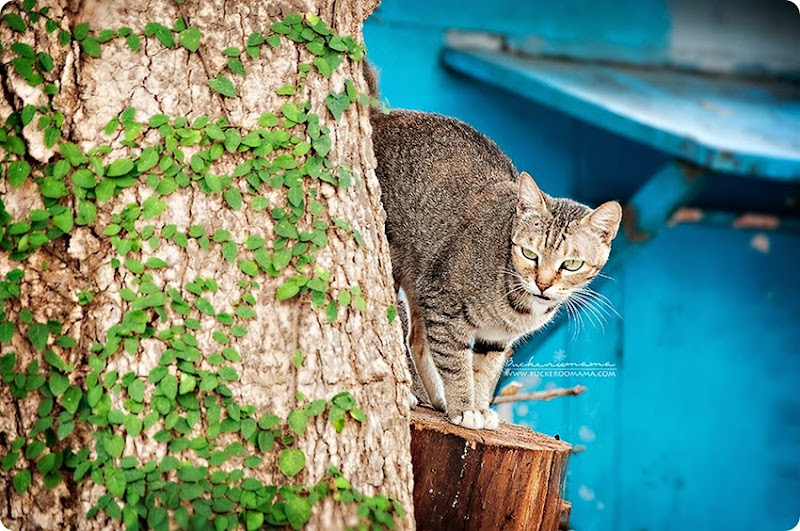 Cat-(1) Cat-(1)