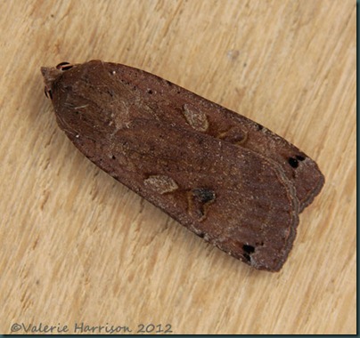Large-Yellow-Underwing-6 Large-Yellow-Underwing-6