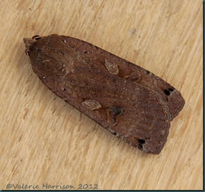 Large-Yellow-Underwing-6