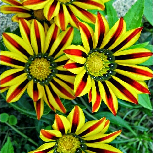 Things I Love About Gazania close at night open with the Sun