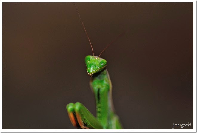 la-sonrisa-de-la-mantis la-sonrisa-de-la-mantis