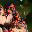 Madera y coccinellidae