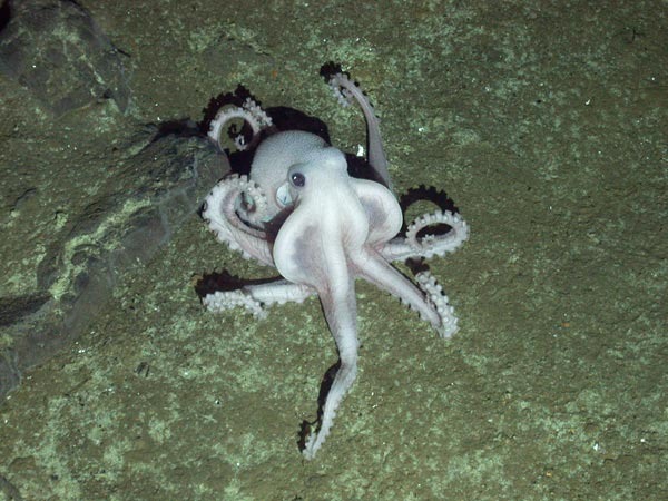 [Ghostly%2520Octopus%255B4%255D.jpg]