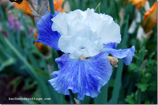 DSC_0005 DSC_0005