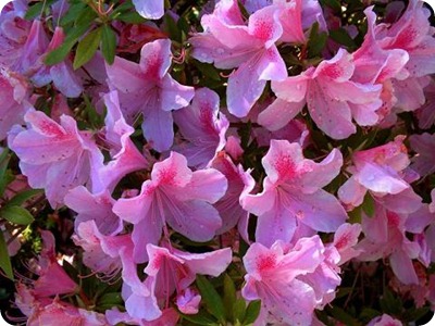 azalea