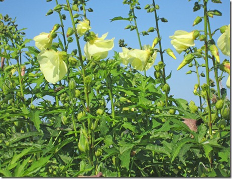 Okra blossoms in park