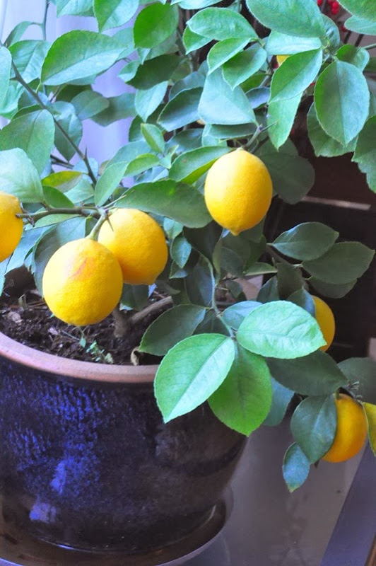 land_of_lemon land_of_lemon