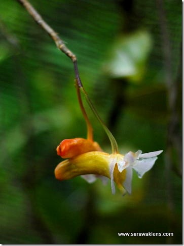 Dendrobium_phillipsii_sarawaklens2 Dendrobium_phillipsii_sarawaklens2