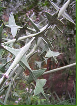 Colletia-paradoxa