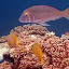 Fish Swimming In The Coral - Oak Beach, Australia