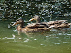 DSCF0624.JPG