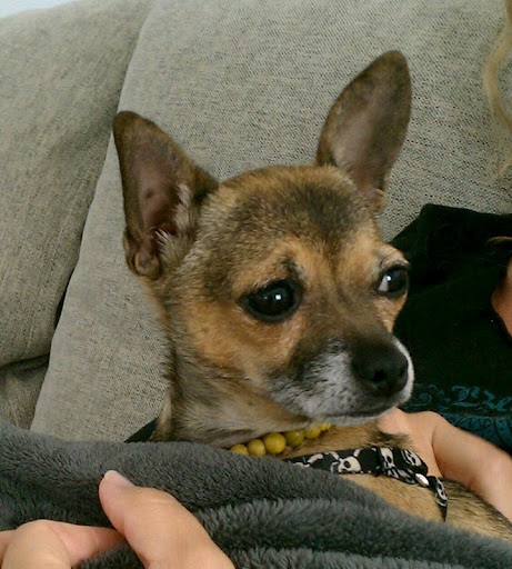 Shelters are filled with us loyal souls- the top reasons we are relinquished are: moving, foreclosures, the birth of baby, divorce, college and other such circumstances that have NOTHING to do with how great we are! Shelters are filled with us loyal souls- the top reasons we are relinquished are: moving, foreclosures, the birth of baby, divorce, college and other such circumstances that have NOTHING to do with how great we are!