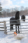 So you see, little Sharkey-Barkey, I'm doing just fine here at the farm.  Thank you very much for your concern!