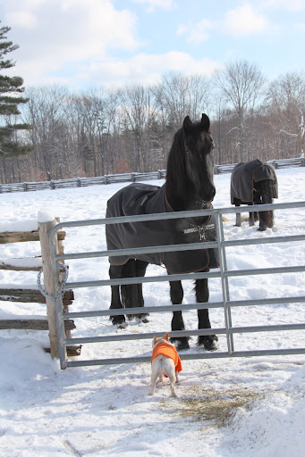 So you see, little Sharkey-Barkey, I'm doing just fine here at the farm.  Thank you very much for your concern!
