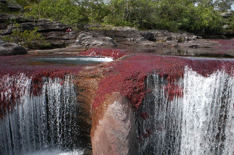cano-cristales-14 cano-cristales-14