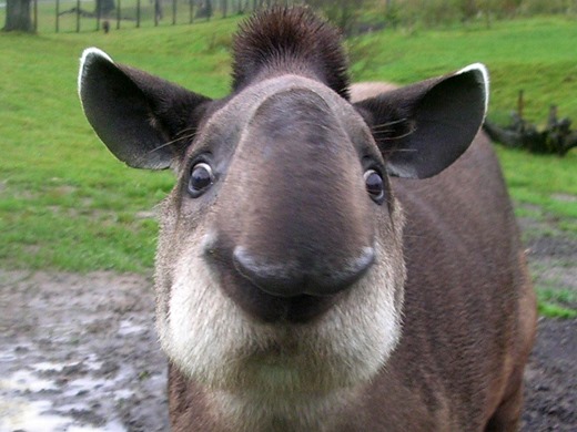 [tapir64%5B2%5D.jpg]