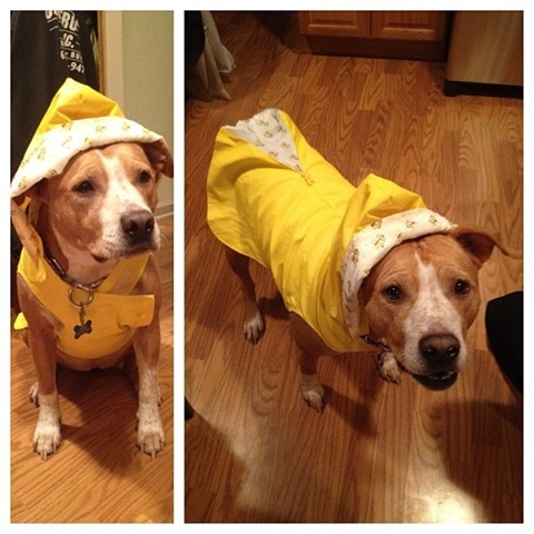 [hurricane-sandy-dogs-24%255B2%255D.jpg]