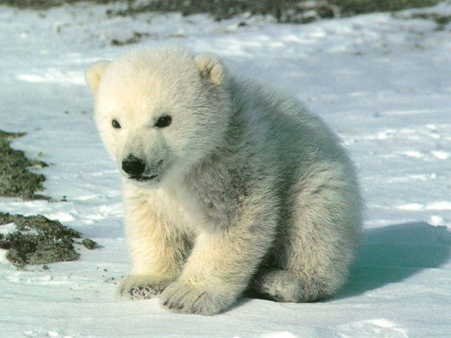 Polar bear cub. wallpaper.1000webgames.com