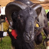 Domba Garut