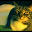 cats_chance_2011_06_10_15.jpg
