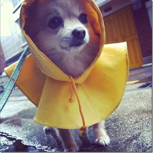 hurricane-sandy-dogs-2