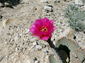 Nice flower on a beavertail cactus.