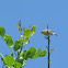 Melodious Warbler