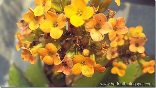 bednath blog (3) bednath blog (3)