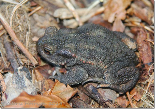 5 Common-toad