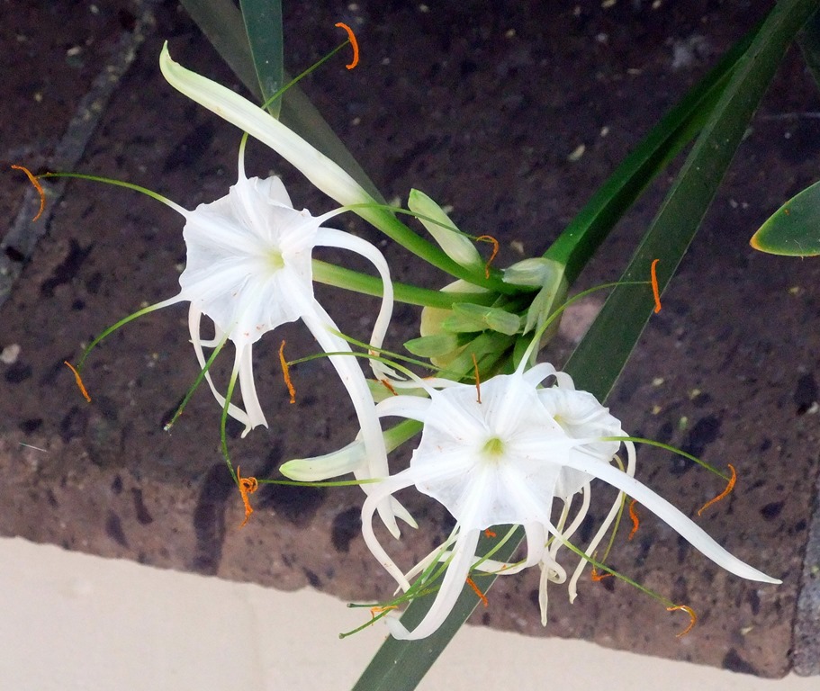 [Sonoran-spider-lilies-2-6-24-2013-9-%255B1%255D.jpg]
