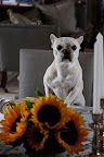 Oh hi Martha. Are Francesca and I invited to your brunch?