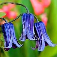 [clematis%2520integ%2520rooguchi%255B8%255D.jpg]