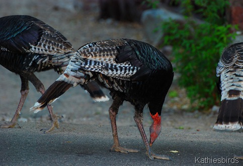 DSC_0007 DSC_0007
