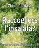 banner insalata