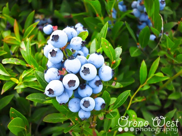 [blueberries-1LR_OW%255B3%255D.jpg]