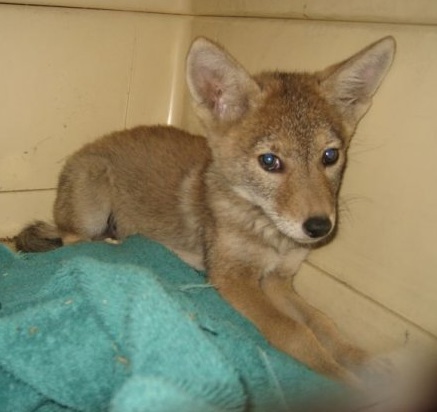...a rehabbers work is never done. There is always another sweet soul in need, like this orphaned coyote pup who depends on the care of local wildlife rescuers. ...a rehabbers work is never done. There is always another sweet soul in need, like this orphaned coyote pup who depends on the care of local wildlife rescuers.