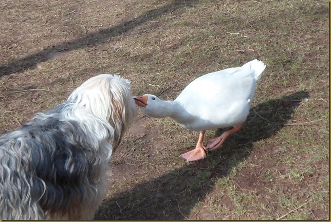 SAM_4867 Hello Goose SAM_4867 Hello Goose