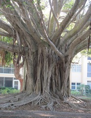 Florida 2013 huge Banyan tree
