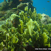 coralgardensdivesite5.jpg