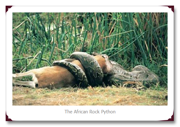 African Rock Python Snake
