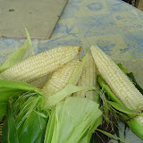 Corn from the garden.