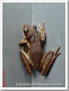 Polypedates leucomystax_Katak Pohon Bergaris_Stripped Tree Frog 6
