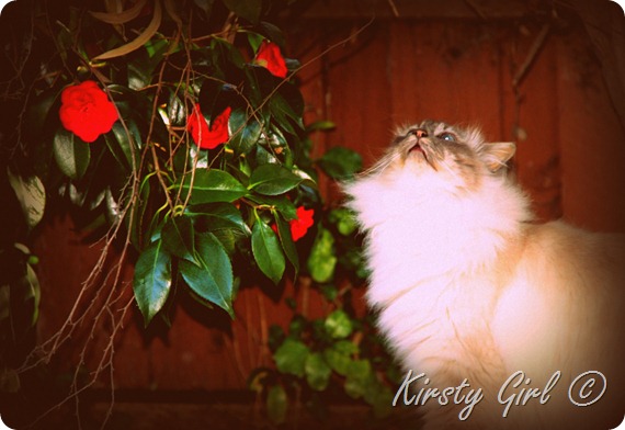 portrait of a cat named indiana #3 portrait of a cat named indiana #3