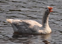 DSC_1876.JPG