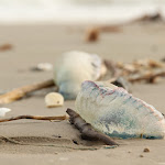 IMG_1867.JPG